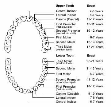 Human Teeth Chart By Numbers