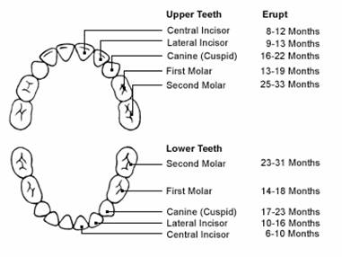 Primary Teeth Chart