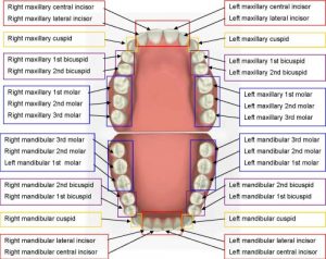 tooth chart positioning image