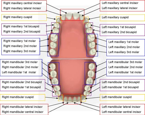 Tooth Charting Diagram