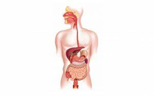 how-your-oral-microbiome-affects-your-health-Bradford-Family-Dentistry