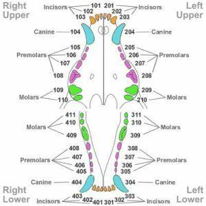 A dental chart diagram featuring a dog's oral structure.