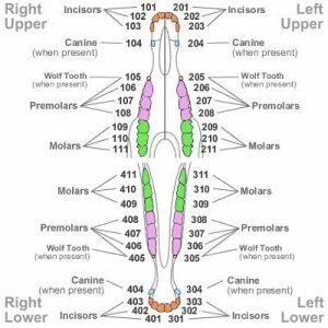 A comprehensive horse dental chart illustrating the different parts of a equine's oral anatomy.